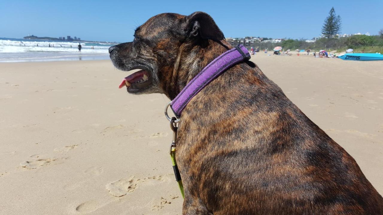 ブリーズ ムールーラバ アセンド ホテル コレクション エクステリア 写真 A dog wearing a dog collar